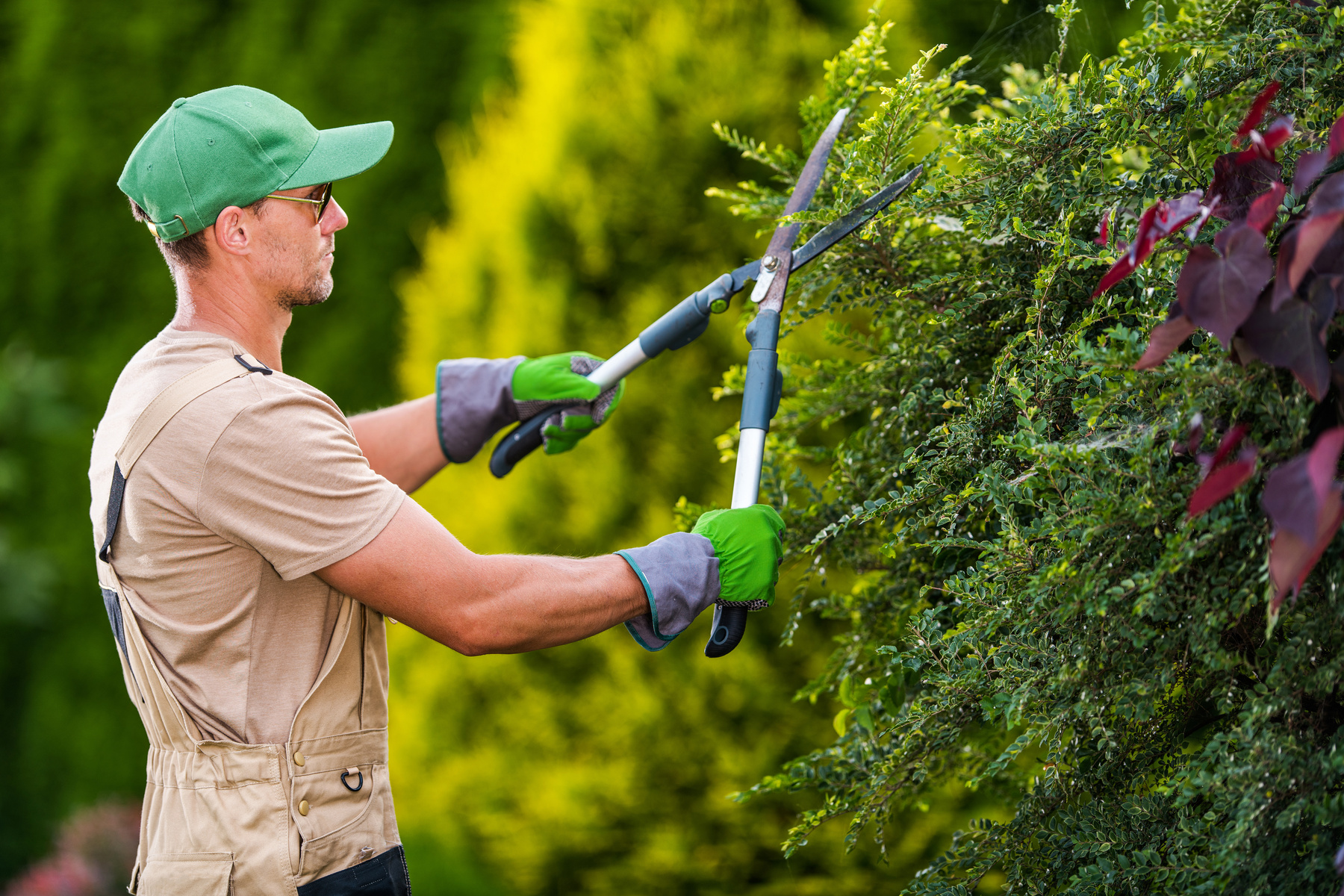 Gardener Pruning Plants         