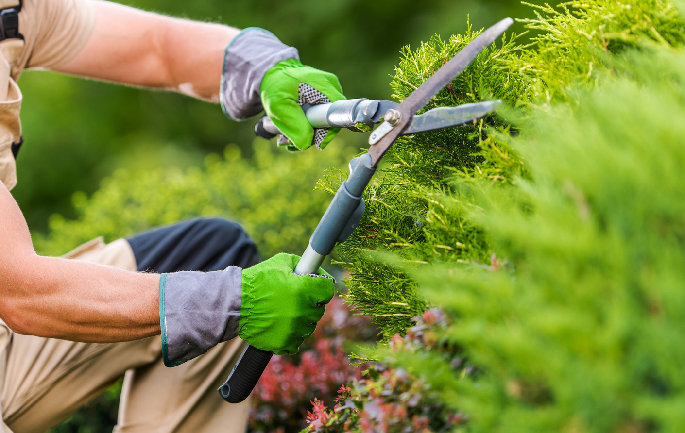 Gardener Trimming Plants Using Garden Scissors